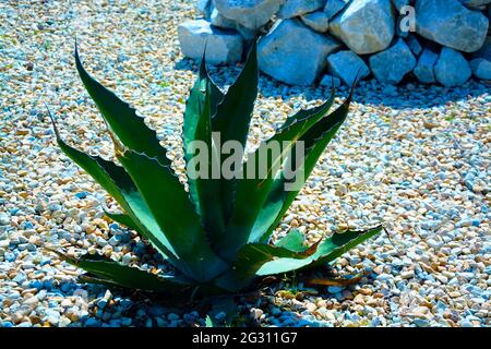 Gruppo di preparati per il paesaggio trendy grandi vasi d'oro barile Cactuses o Echinocactus grusonii in vasi di plastica nel centro giardino. Ornamentale Foto Stock