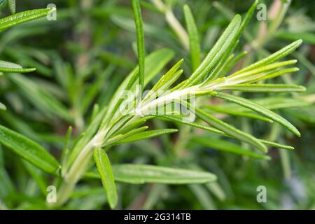 Salvia rosmarinus, comunemente noto come rosmarino, è un arbusto con foglie profumate, sempreverde, simili ad ago. Crescere all'aperto in un giardino di erbe Foto Stock