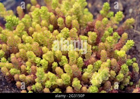 Sedum acro, noto anche come goldmoss stonecrop, mosty stonecrop, goldmoss sedum, moring stonecrop & wallpepper (tedesco: Scharfe Mauerpfeffer). Austria Foto Stock