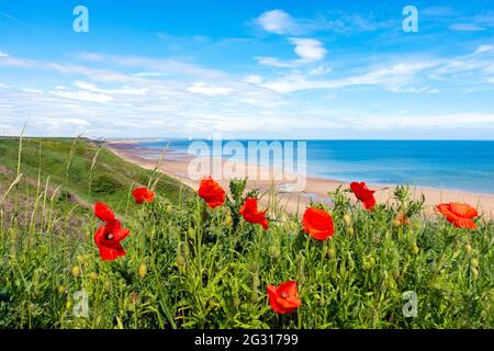 Vista sulla spiaggia di Saltburn che guarda verso Redcar nel cielo blu del sole primaverile con papaveri rossi luminosi in prima terra e una vista distante di un decollo Foto Stock