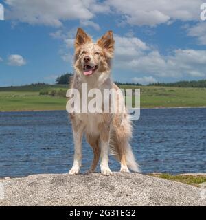 collie di bordo di merle rosso Foto Stock