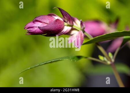 Salvia ‘Amore e desideri’ Foto Stock