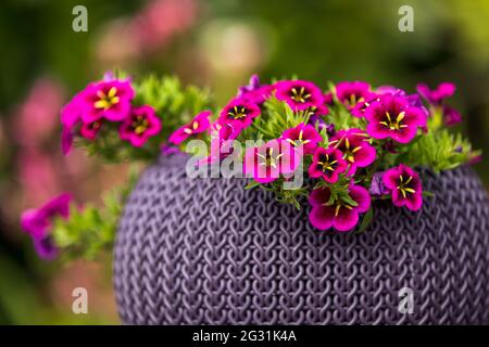 Calibrachoa "Good Night Kiss" Foto Stock