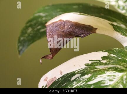 Primo piano di una foglia di ustione di una variegata pianta di Monstera Albo Borsigiana Foto Stock