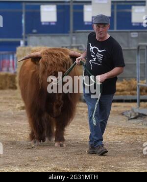 John Ashton dalla fattoria di Allanfearn vicino a Inverness con il suo bestiame delle Highland quando arrivano al Royal Highland Show di Edimburgo. A causa delle restrizioni del covid questo anno l'evento che comincia domani è tenuto in linea. Data immagine: Domenica 13 giugno 2021. Foto Stock