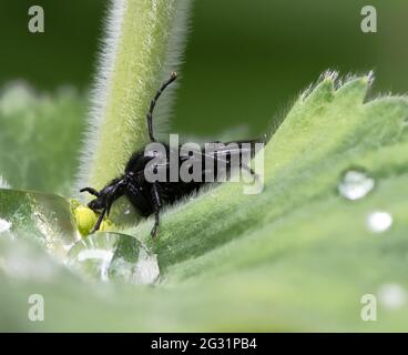 Macro di una volata di marcia nera (Bibio marci) su una foglia verde Foto Stock