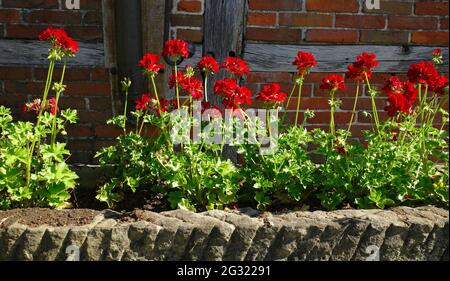 Gerani antichi di fronte ad un vecchio edificio. Pelargoniums rosso in una piantatrice di fiori di pietra di fronte ad un vecchio muro di mattoni con travi di legno. Foto Stock