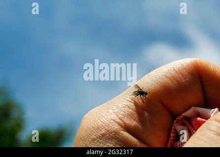 Una piccola mosca che poggia su un dito Foto Stock