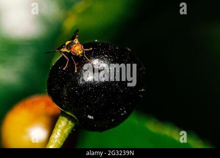 Un esemplare di Rhagoletis Completa Foto Stock