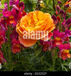 La Signora di Shalott rosa circondata da Anitrhinum noto anche come Snapdragons Foto Stock