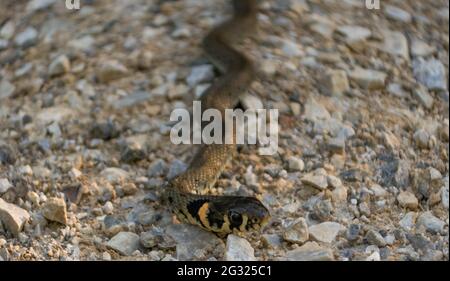 Jung Natrix serpente Natrix, serpente d'erba europeo, serpente ad anello Foto Stock