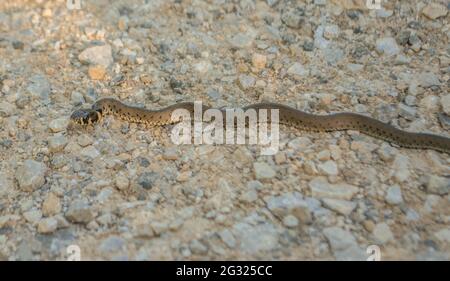 Jung Natrix serpente Natrix, serpente d'erba europeo, serpente ad anello Foto Stock