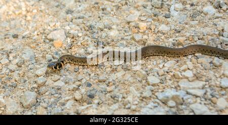 Jung Natrix serpente Natrix, serpente d'erba europeo, serpente ad anello Foto Stock