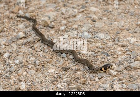 Jung Natrix serpente Natrix, serpente d'erba europeo, serpente ad anello Foto Stock