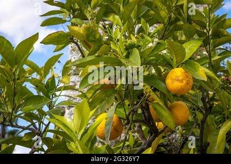 Aranci e limoni in un'area ricreativa locale in Verbania, Italia Foto Stock