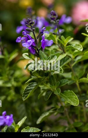 Salvia ‘So Cool pale Blue’ Foto Stock