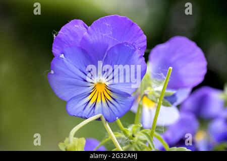 violette selvatiche su sfondo verde sfocato. Foto Stock