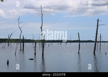 Alberi morti in un serbatoio artificiale Foto Stock