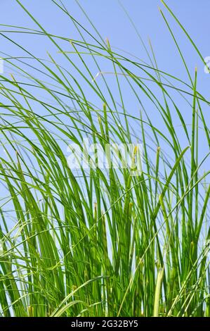 Canne verdi in tempo ventoso chiaro in estate, isolate su cielo blu Foto Stock