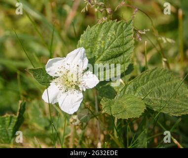 Un bel fiore bianco di mora selvatico (Rubus fruticosus) e semi cialda sotto in ombra Foto Stock