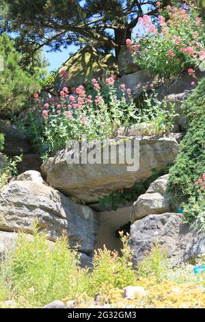 Giardini botanici dell'Università di Utrecht Foto Stock