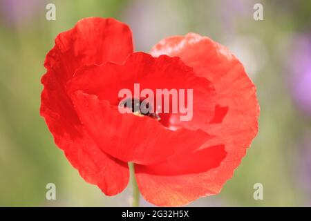 Papaver somniferum in giardino botanico a Utrecht in Olanda Foto Stock