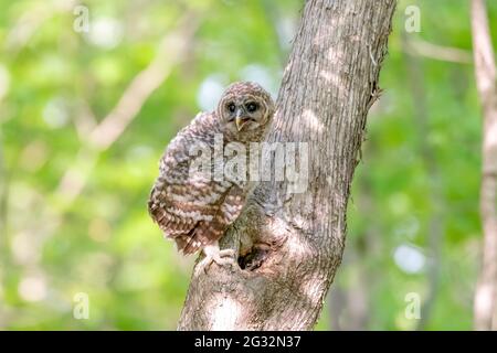 owlet appena sbattuta riposante su un tronco di albero in una foresta verde in Canada Foto Stock