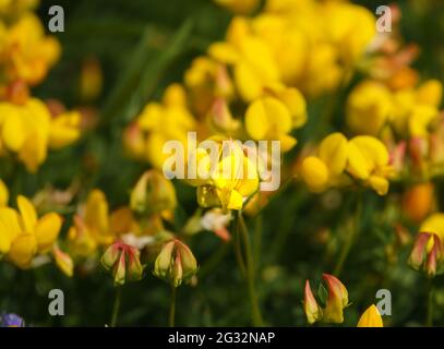 Bellissimi fiori gialli luminosi di trifoglio (loto corniculatus) che crescono sui prati delle paludi di Salisbury Plain, Wiltshire Foto Stock