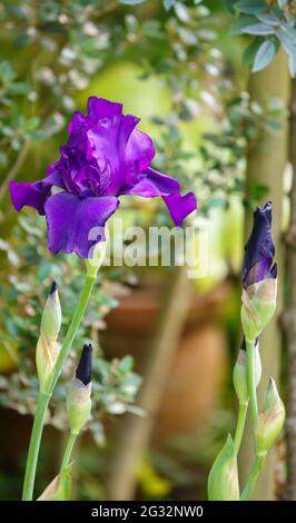 bellissimi fiori viola su un fiore alto a bearded iris Foto Stock