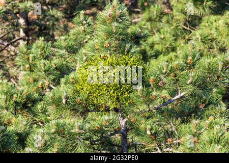 Mistletoe Viscum album Growing on Scots Pine Pinus sylvestris top in estate visto dalla torre di osservazione Sorhazombi kilato, Sopron, Ungheria Foto Stock