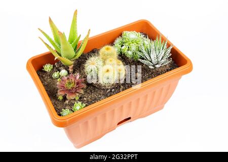 Succulents nel vaso isolato Foto Stock