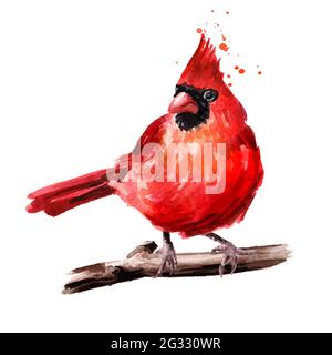 Il cardinale dell'uccello rosso sul ramo. Immagine disegnata a mano con acquerello isolata su sfondo bianco Foto Stock