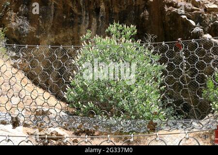 La rete di protezione in acciaio con un design ad anello protegge dalle frane. Un albero buckeye è sullo sfondo, sonora County, CA. Foto Stock