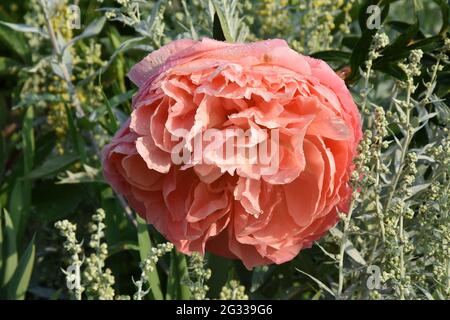 paeonia Coral Charm & artemisia ludoviciana Valerie Finnis Foto Stock