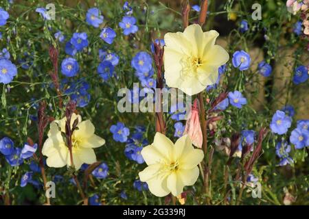 enotera stricta sulfurea & linum perenne Foto Stock