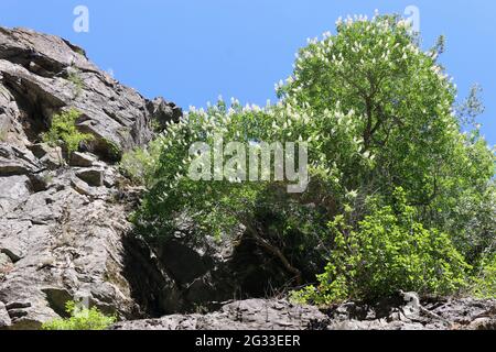 Un bellissimo albero California buckeye cresce su una collina aspra in un'area rurale della contea di sonora, California. Foto Stock