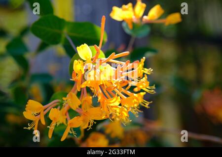 Fiori gialli e arancioni luminosi di un nido d'ape (Lonicera flava) in un giardino Glebe a Ottawa, Ontario, Canada. Foto Stock
