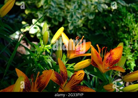 Delizioso giglio asiatico rosso e arancione (Lilium 'Tiny Orange Sensation') in un giardino ombreggiato Glebe a Ottawa, Ontario, Canada. Foto Stock