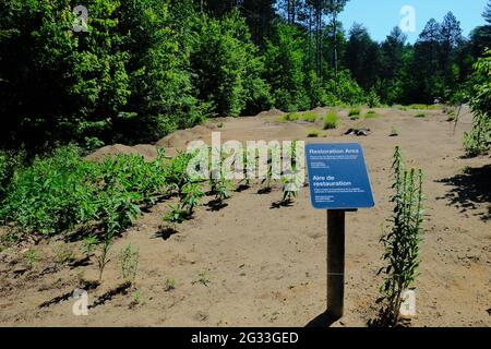 Segno informativo al progetto di restauro della biodiversità delle dune di sabbia di Pinhey a Ottawa, Ontario, Canada. Foto Stock