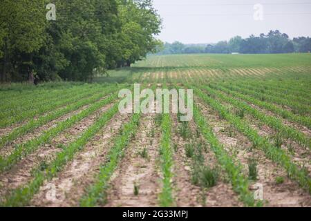 Un campo agricolo di mais giovane che comincia a crescere in file Foto Stock