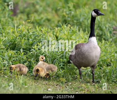 Canadian Goose con bambini gosling in fogliame nel loro ambiente e habitat e godendo la loro giornata. Canada Geese immagine. Immagine. Verticale. Foto. Foto Stock