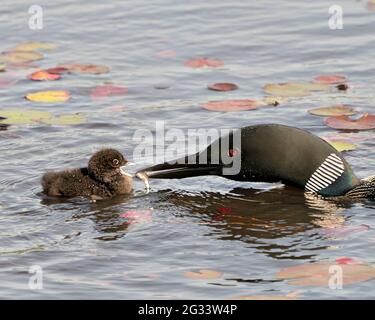 Loon comune e pulcino bambino loon nuotare in stagno e celebrare la nuova vita con le pastiglie di giglio d'acqua nel loro ambiente e habitat circostante. Foto Stock