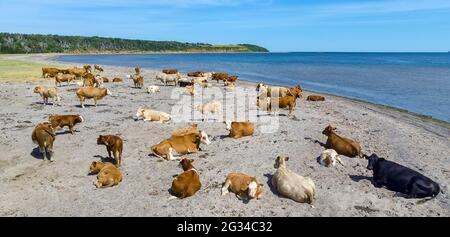 Una mandria di mucche su una spiaggia vicino a Cheticamp, Nuova Scozia. Foto Stock