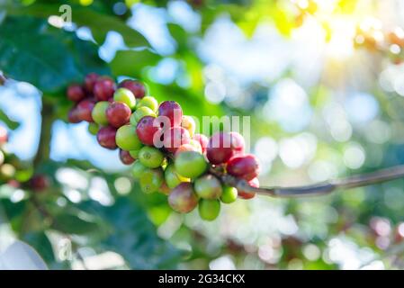 Piantagione di chicchi di caffè crudo in agricoltura fattoria fresca pronta per la raccolta per l'industria del caffè. Foto Stock