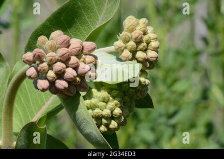 Primavera Showy milkweed o Asclepias speciosa gemme e foglie circa per aprire Foto Stock