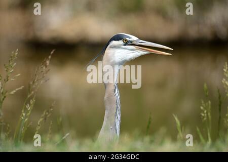 Ritratto di Grande Erone Blu o Ardea erodiade che muove i muscoli della gola a lato del flusso Foto Stock