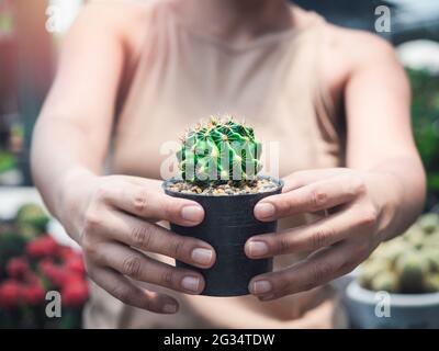 Primo piano crescente cactus verde rotondo in vaso di plastica nera in mani di donna su sfondo giardino di fiori con sole. Foto Stock