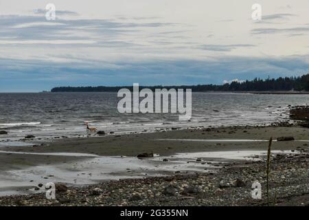 Spiaggia costiera della British Columbia con bassa marea, giorno ventoso con punto di terra in lontananza, persona con cane a piedi sulla spiaggia. Foto Stock