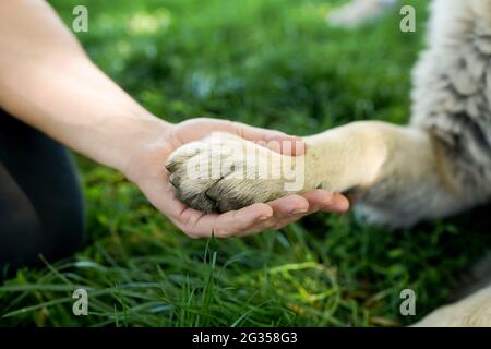 Amicizia tra uomo e cane - scuotendo la mano e zampa su sfondo verde erba Foto Stock