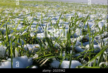Germogli di grano invernale. Giovani piantine di grano crescono in un campo. Grano verde coperto di neve. Foto Stock